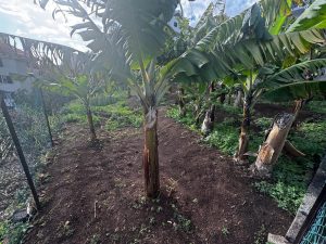 Terreno Rustico