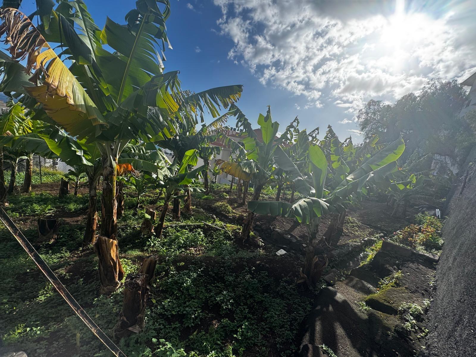 Terreno Rustico