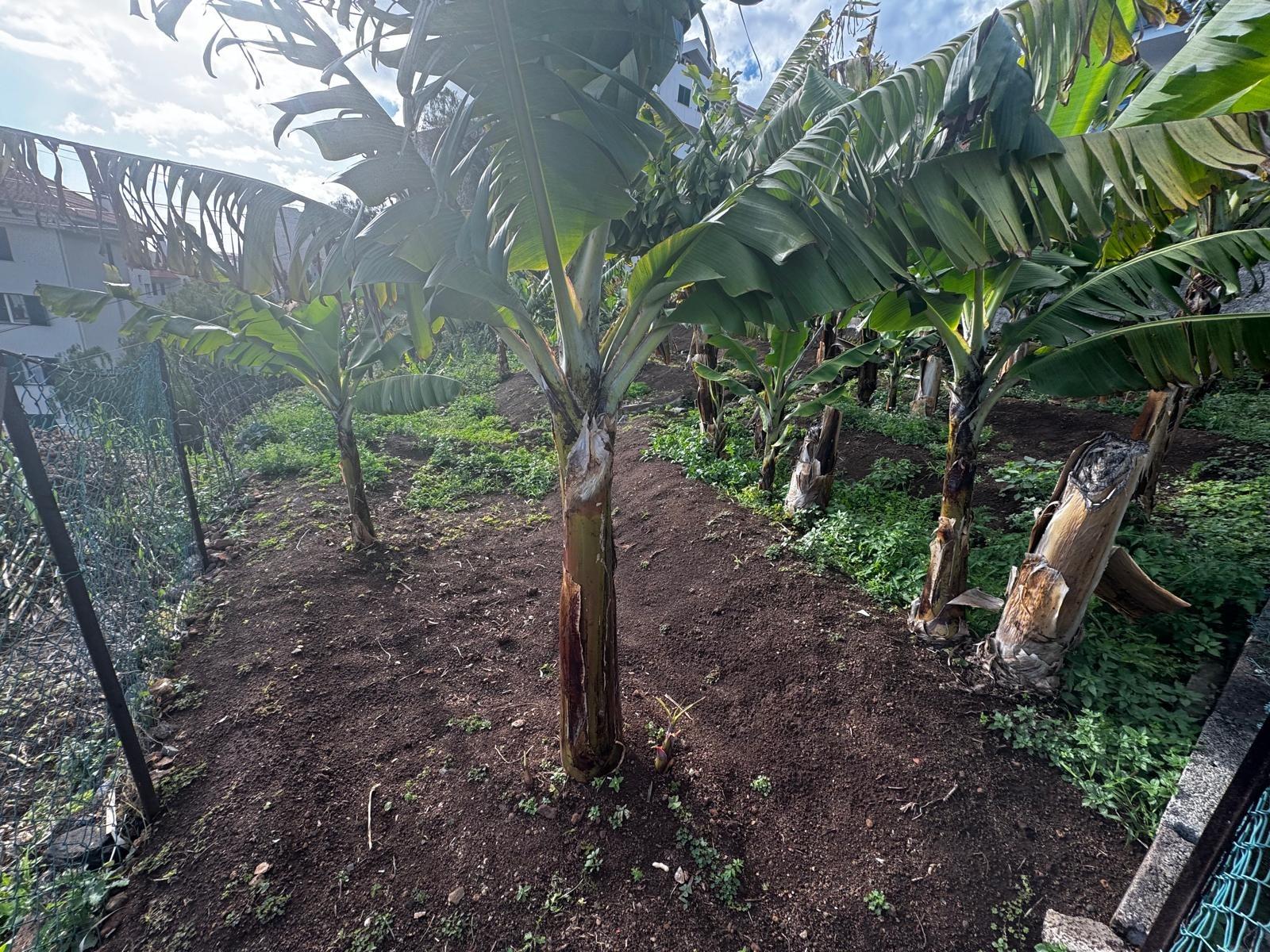 Terreno Rustico